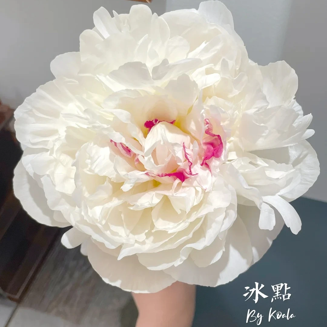 【冰点】芍药苗白色大花型盆栽阳台庭院花园 包对版包正版