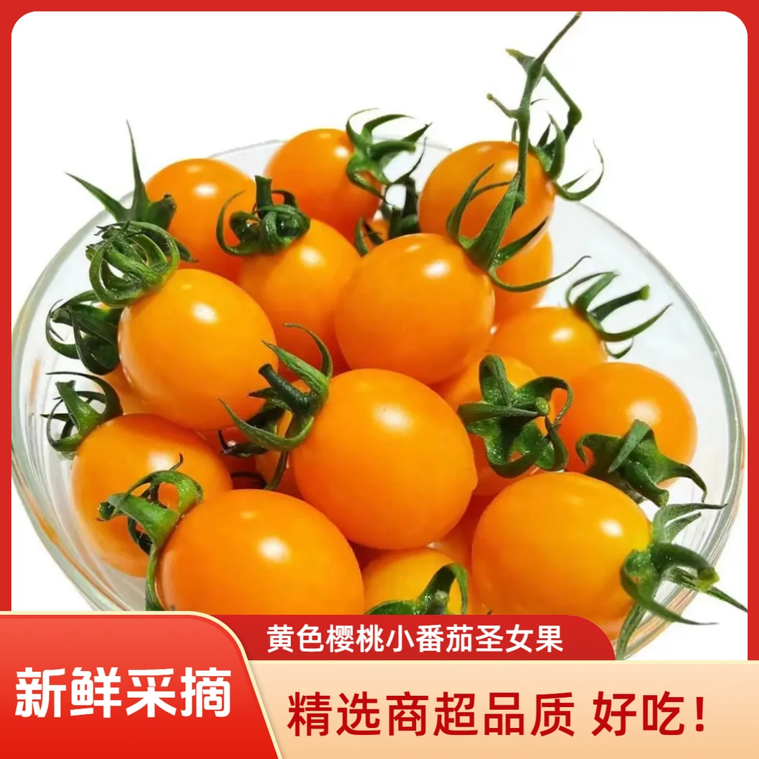 现摘广西百色农家自种小黄柿子黄色小番茄圣女果小西红柿孕妇水果