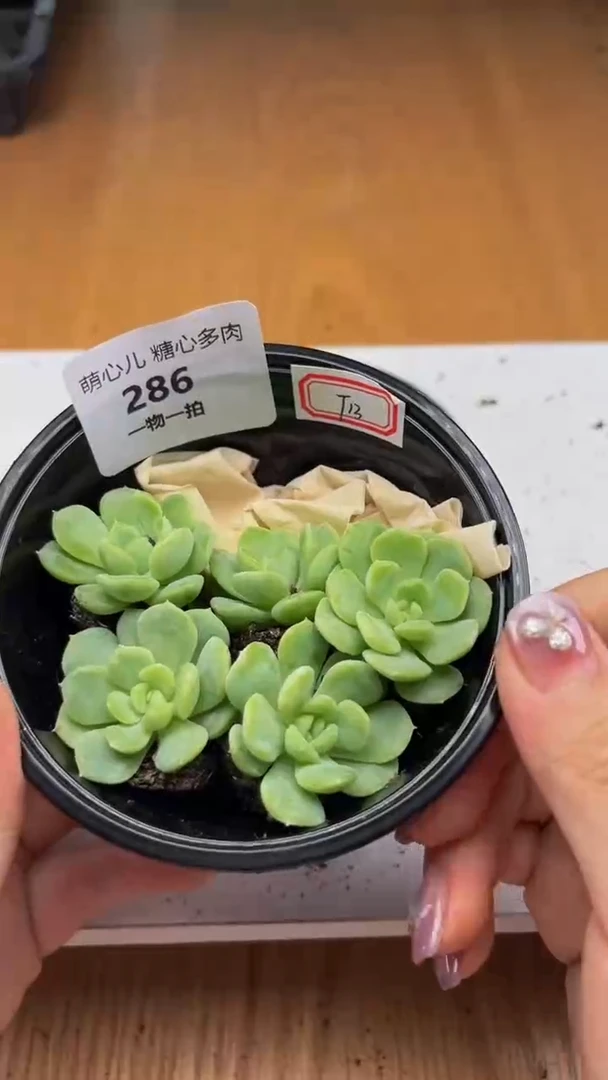 286多肉植物多肉植物