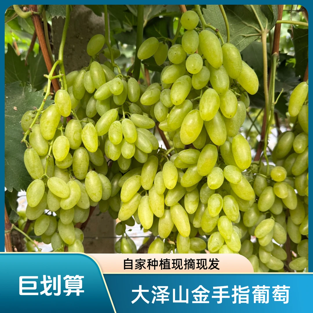 正宗大泽山金手指青提 美人指葡萄新鲜现摘现发孕妇水果香甜四斤