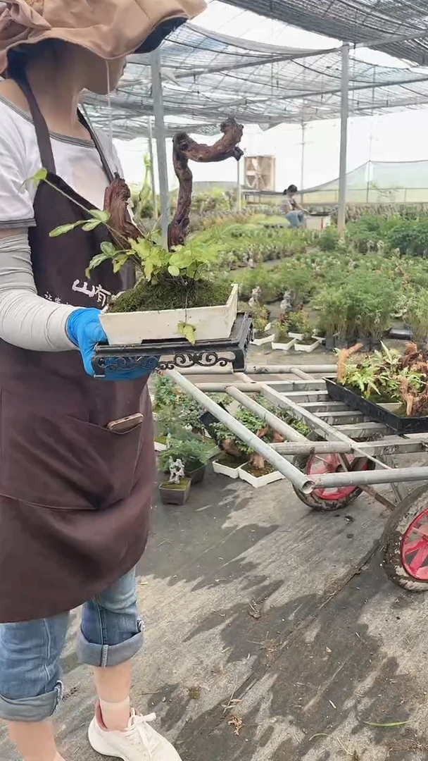 无花朵P09白盆 阿波蕨