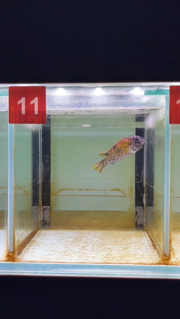 海水鱼三湖慈鲷野生