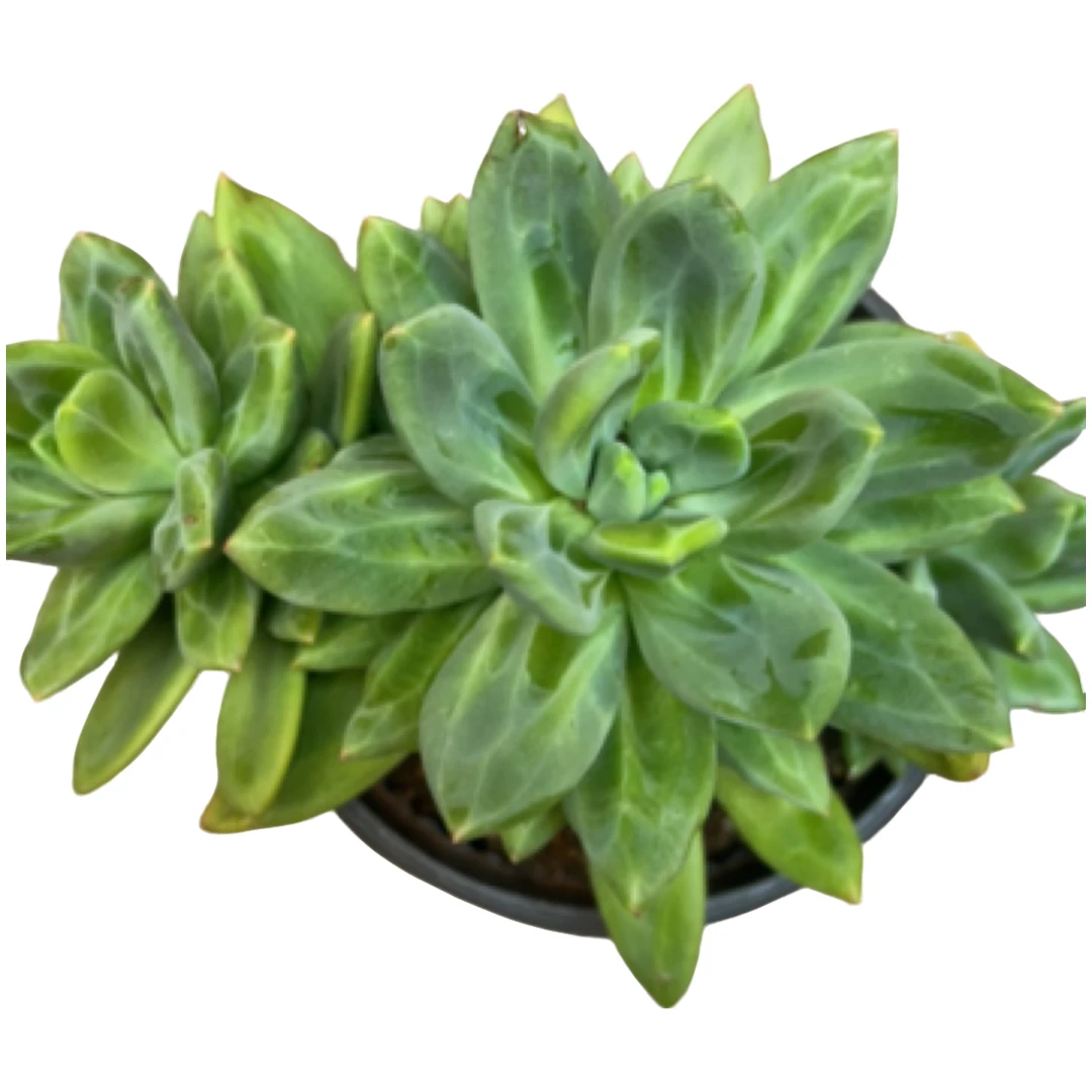 （海洋之歌）整装老桩飘枝整群妖装大群单头捧花盆栽盆景多肉