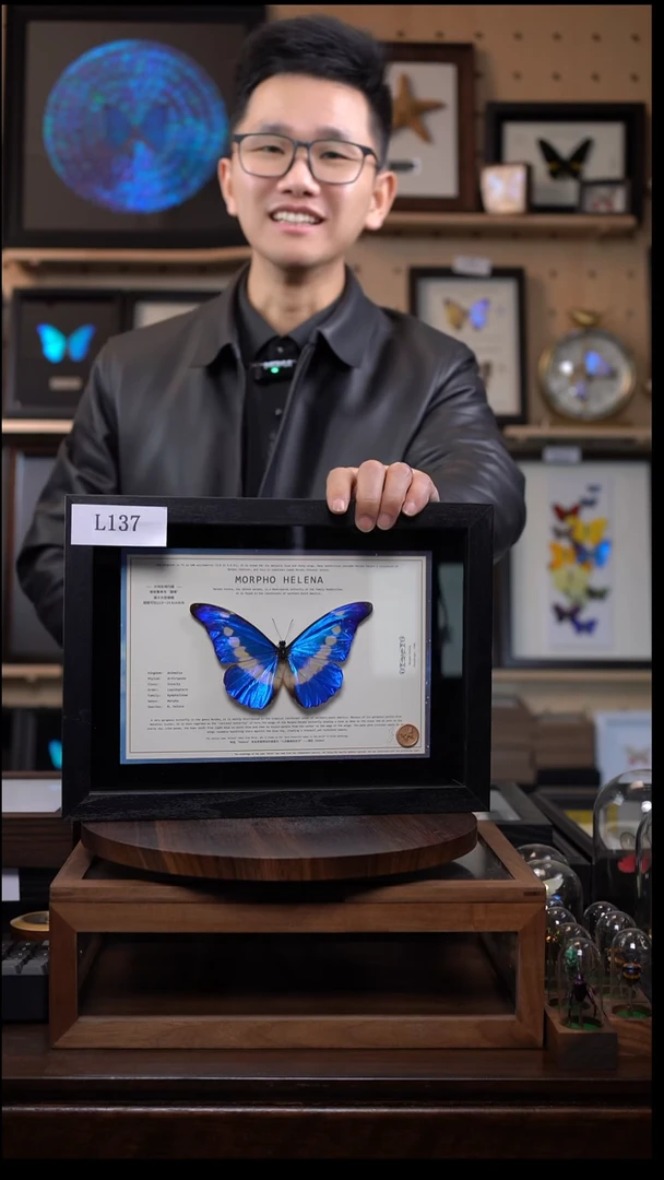 蝴蝶标本摆件竞拍光明女神闪蝶l137