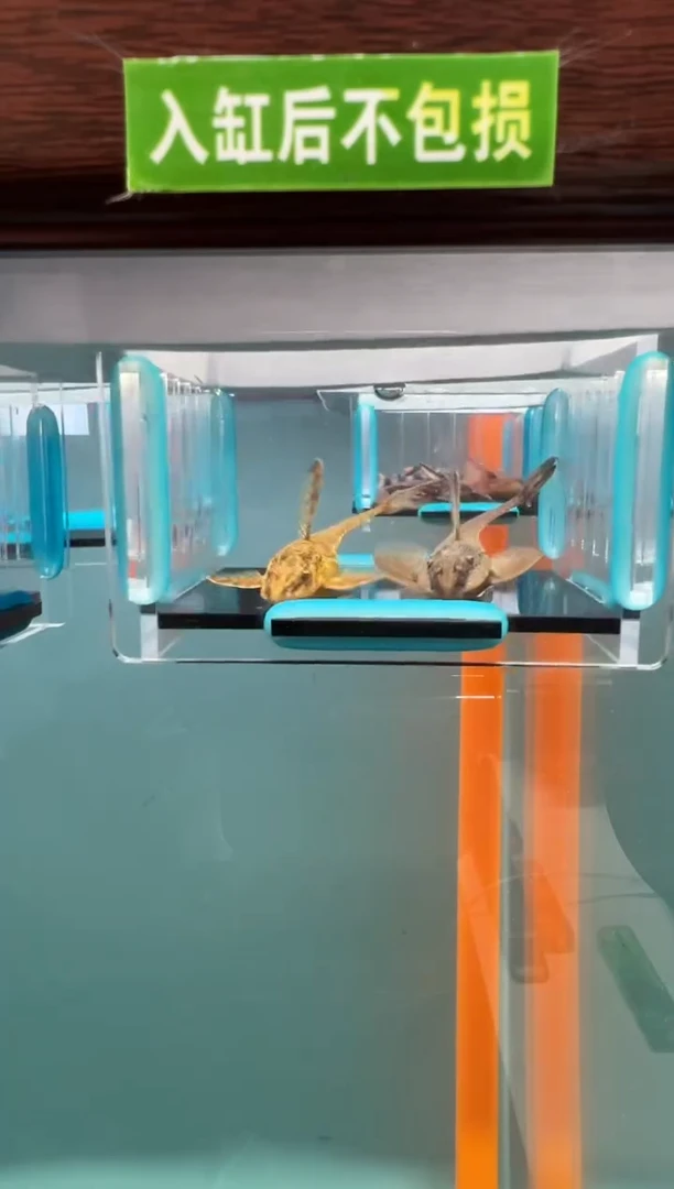 工具鱼入缸不包损 到货录制完整开箱视频8