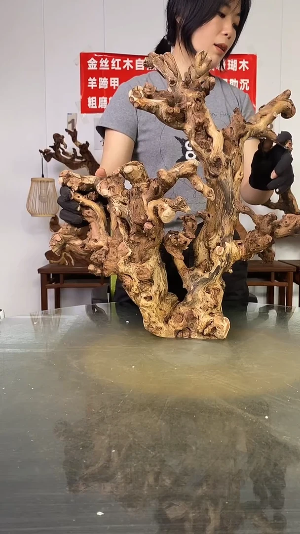 香榧木博***园金丝红木 羊蹄甲