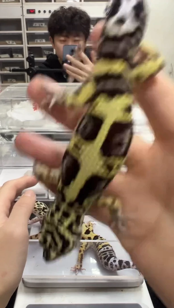 豹纹守宫56豹纹守宫