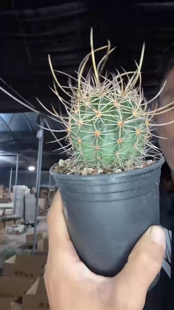 实生林氏幻虾79.99