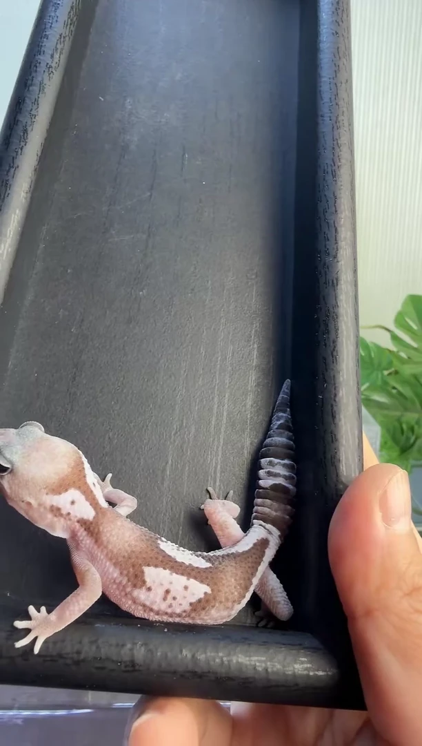 肥尾守宫肥尾守宫