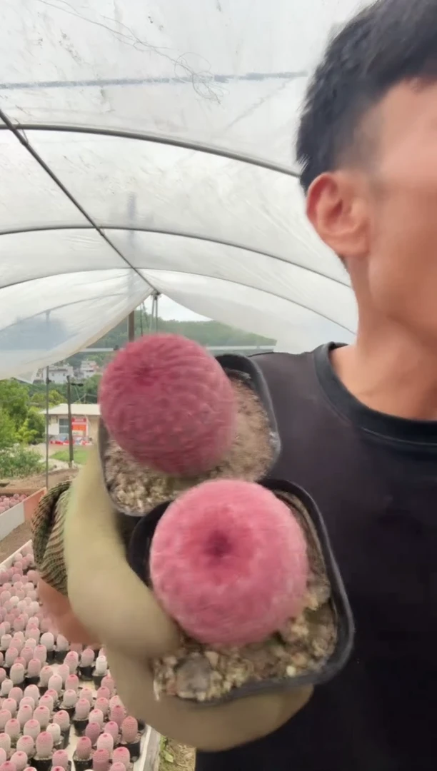 保红实生红太阳两颗