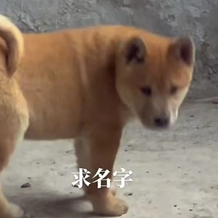 中华田园犬五黑犬虎斑犬白土松