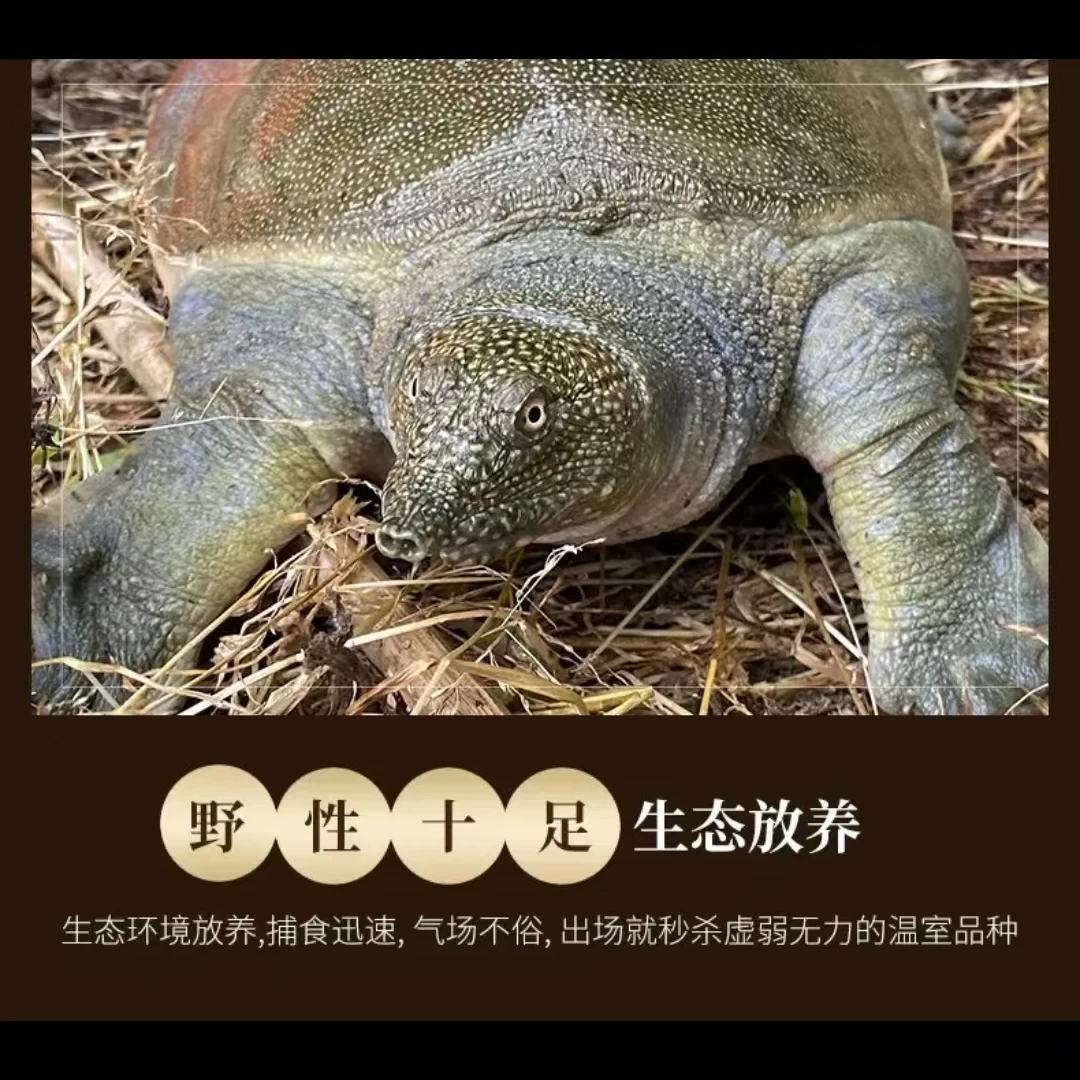 5  外塘散养老甲鱼散养湖区水鱼团鱼王八