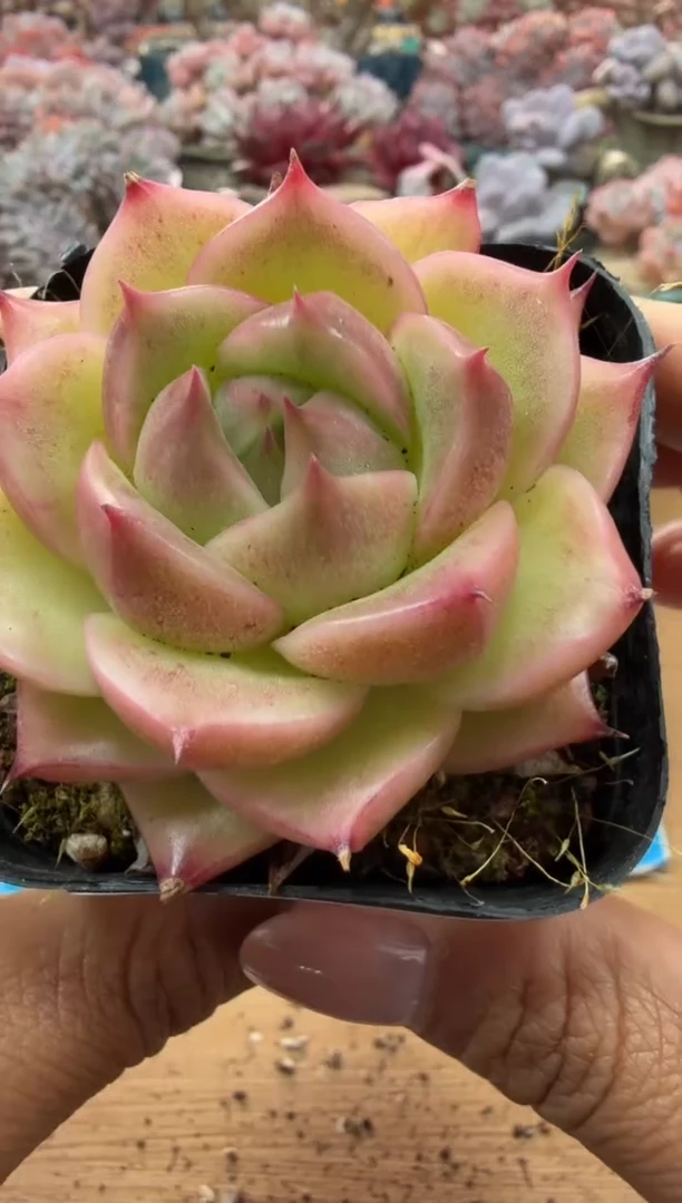 东云多肉园二店-150