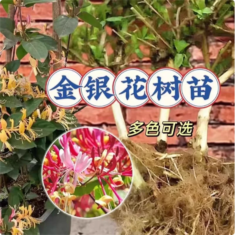 金银花树苗盆栽带花阳台庭院可观赏食用老桩四季开爬藤花卉绿植物
