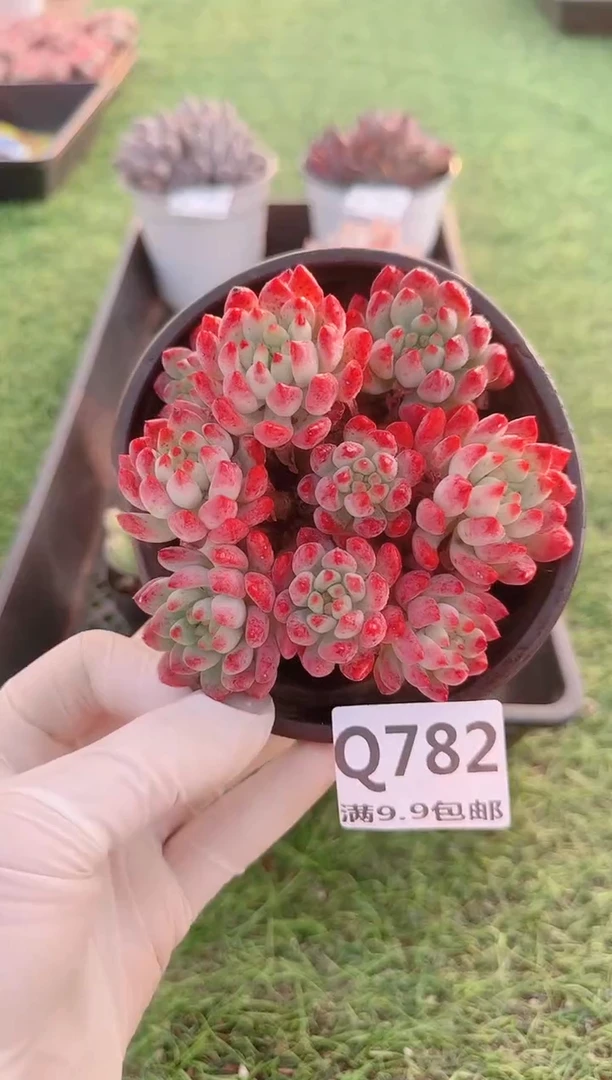 【闪购商品】梦会多肉一物一拍