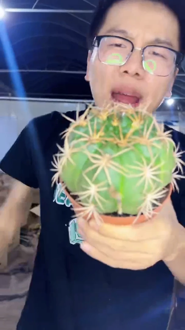 【实生根】大号 美花海王