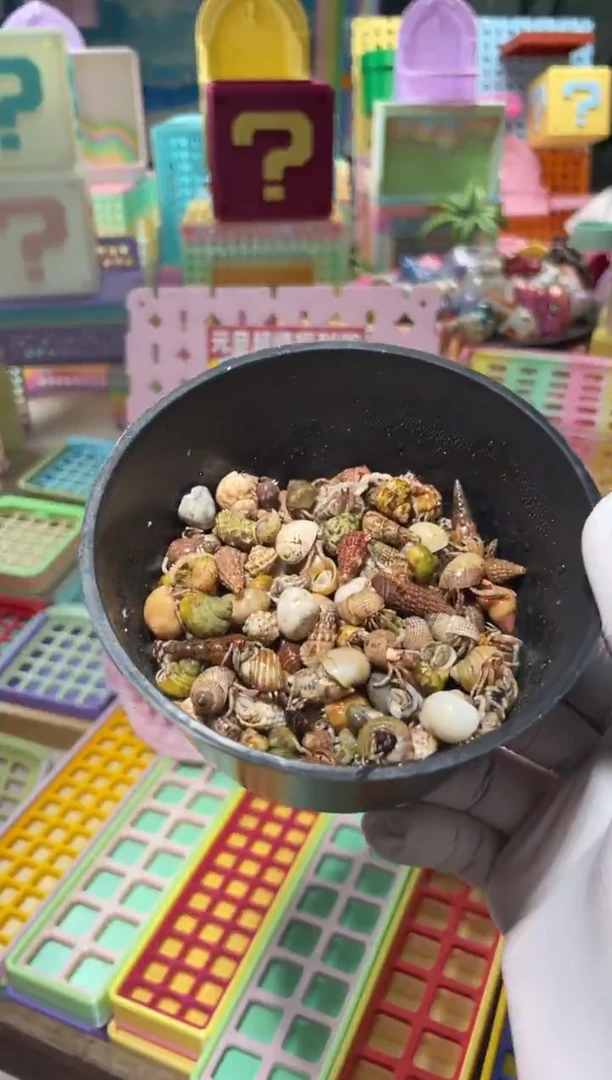 陌派有钳寄居蟹，小鼻屎豆丁