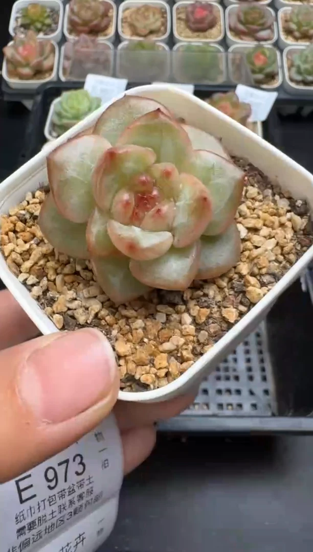 971E云禹多肉植物 带盆土纸巾打包 当天拍3颗包邮