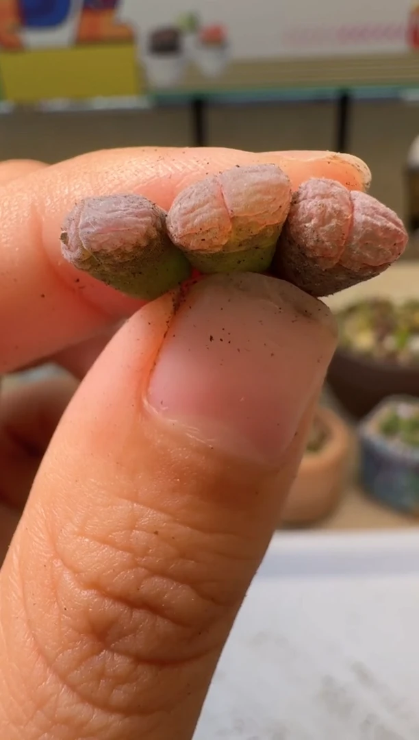 9-7多肉植物肉锥