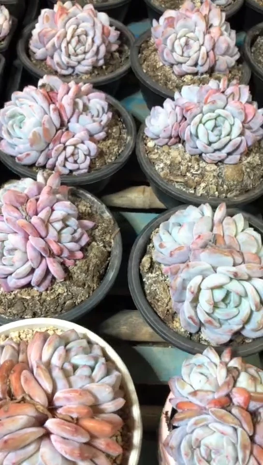 【闪购商品】3头雪天使橙梦露