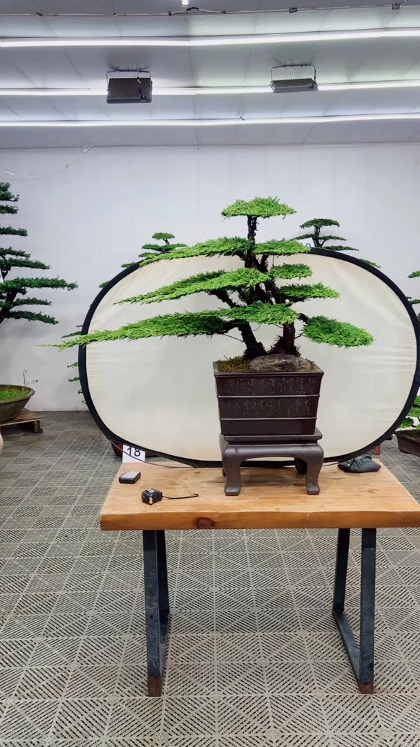 无花朵造型盆景一物一拍