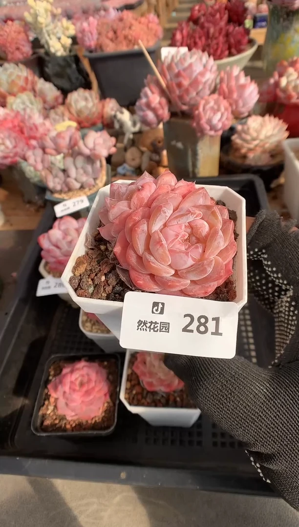 281冰魄多肉植物一物一拍