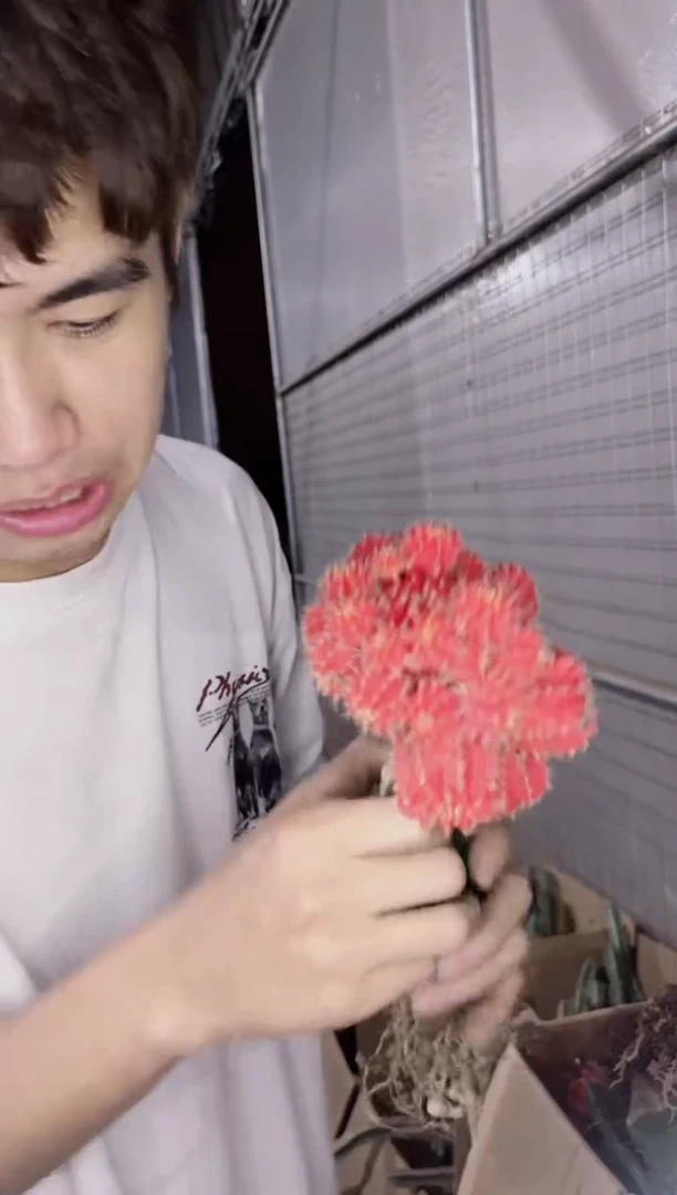 4颗 橙红彩带【嫁接】掉崽不包