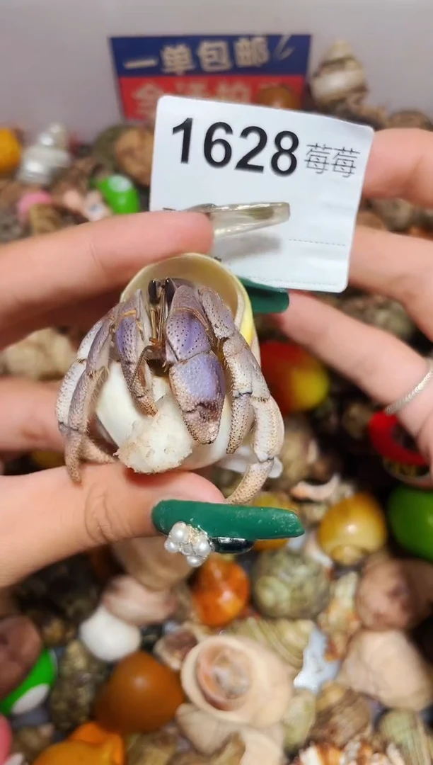 陌派甄选寄居蟹1628