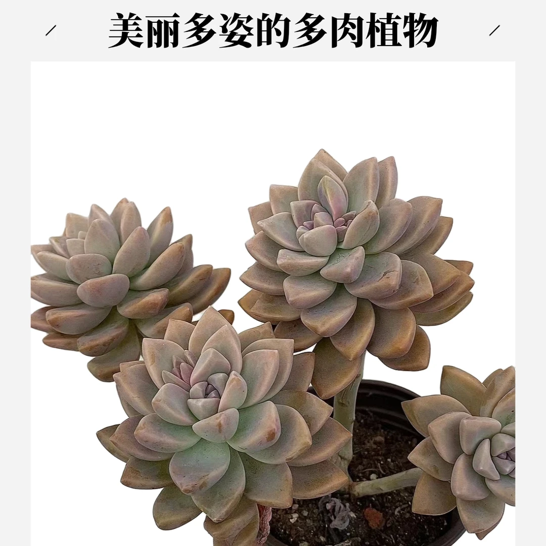 淡雪老桩  熊猫多肉（满19包邮）脱土发  庭院美观  净化空气