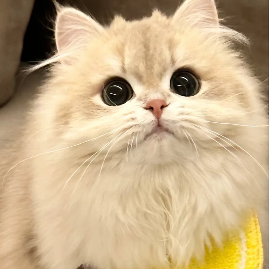 全品类宠物猫活体布偶金渐层银渐层蓝猫