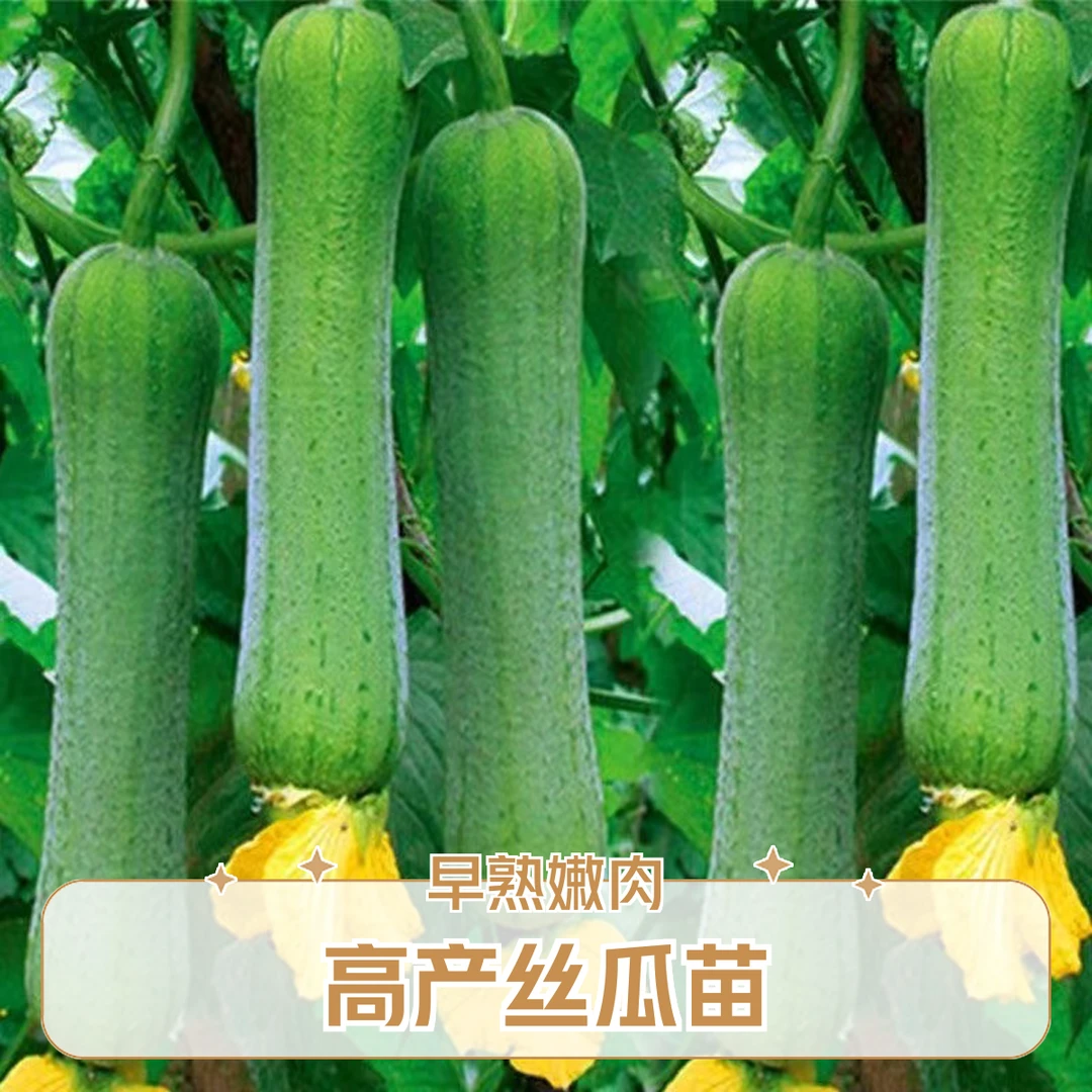 丝瓜包赔高产嫩肉丝瓜苗四季蔬菜苗早熟长香丝瓜牛奶丝瓜带土发货