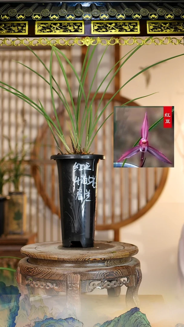 全部花苞红豆4苗5花