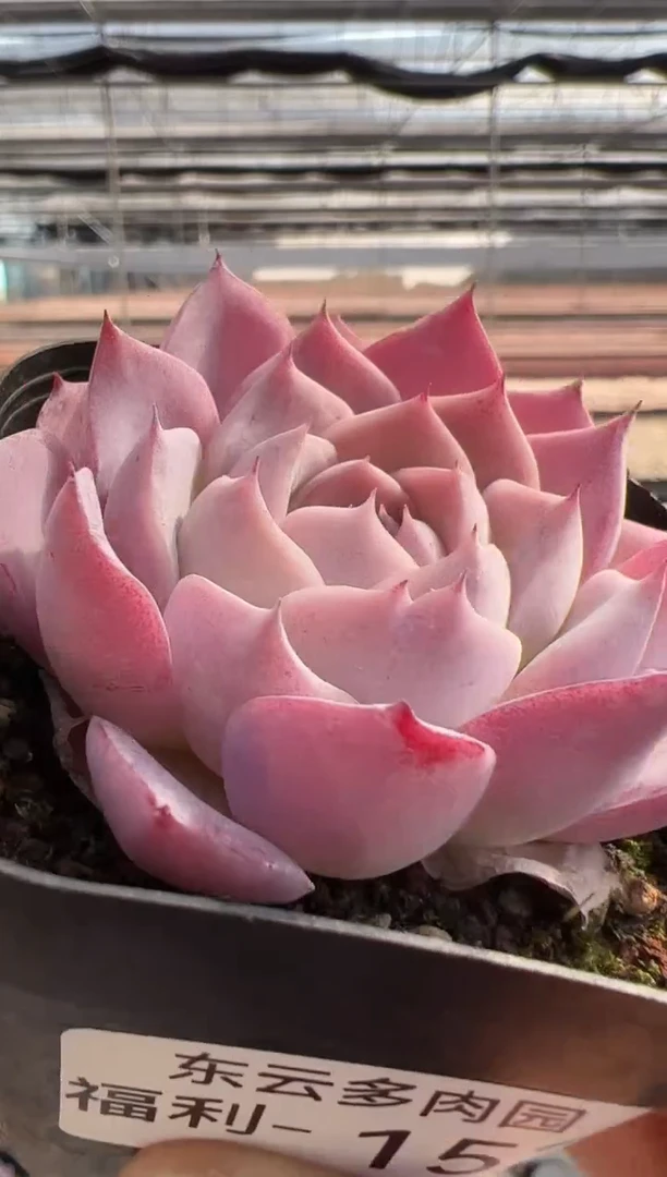 【闪购商品】福利多肉-152