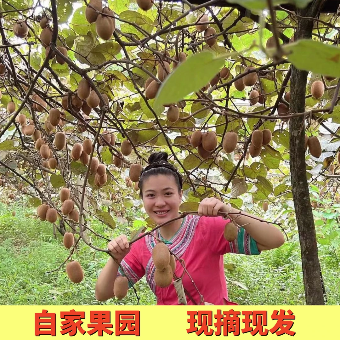 石三妹家绿心猕猴桃大果新鲜当季整箱弥猴桃5斤包邮奇异果水果