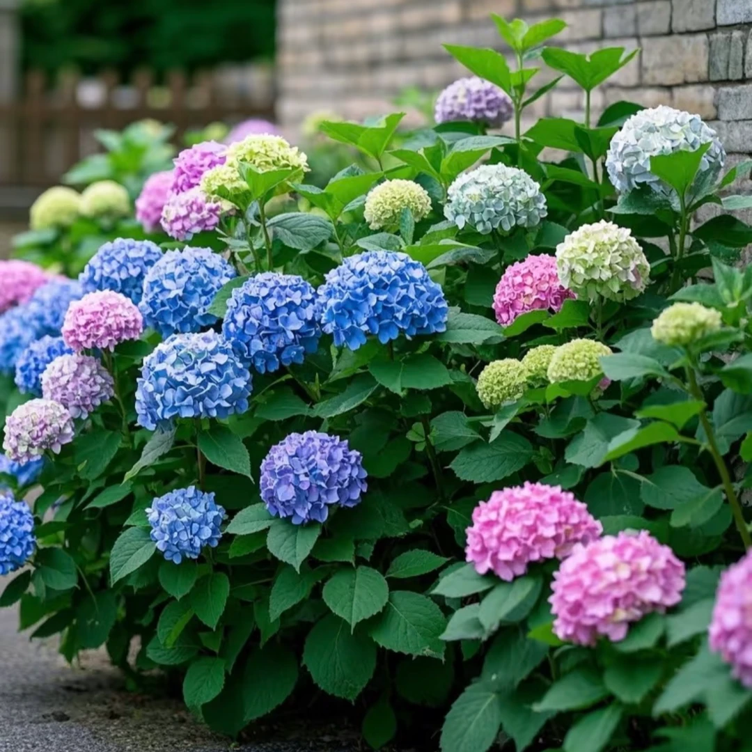 【福利款量拍】 绣球盆栽 绣球