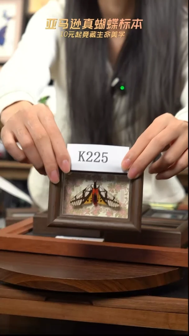 乳白斑灯蛾冰箱贴k225