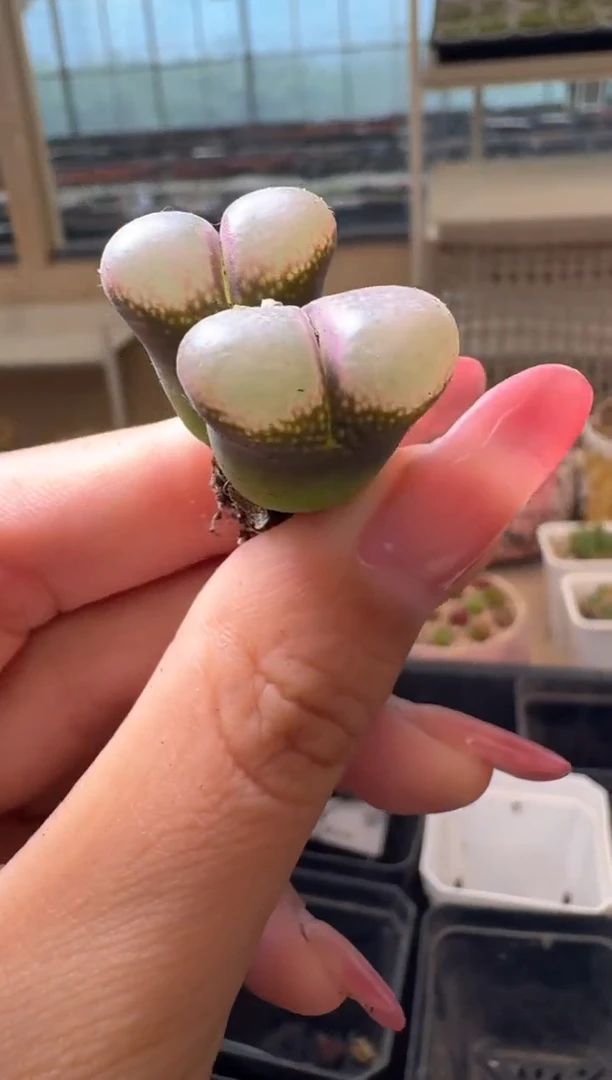 8-126多肉植物肉锥...