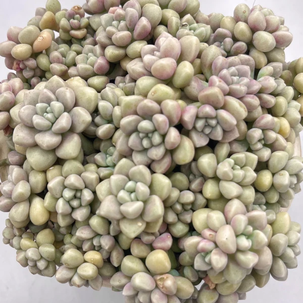 【丸叶姬秋丽】带盆带土 多肉植物 新手容易好养护