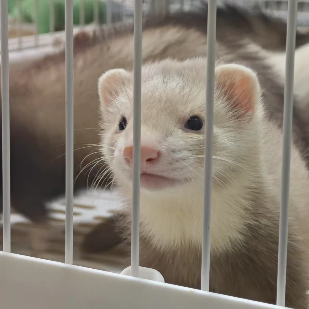 咖啡色焦糖色围脖可颂活体宠物雪貂链接家庭陪伴宠物亲人可爱