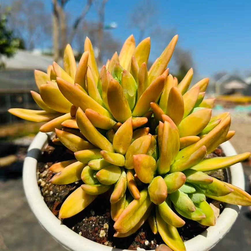 金金精品多肉植物 海洋之歌