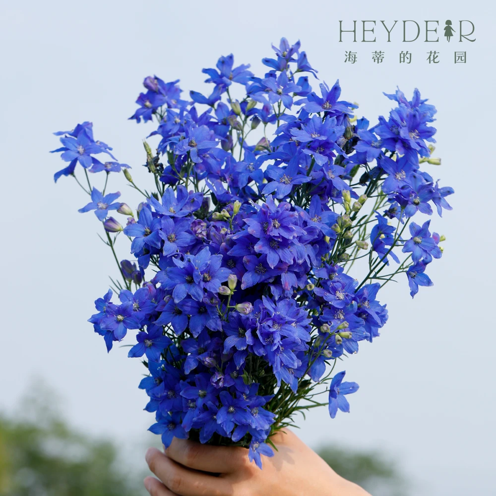 海蒂的花园小花飞燕草种植阳台庭院花卉植物15cm盆栽苗