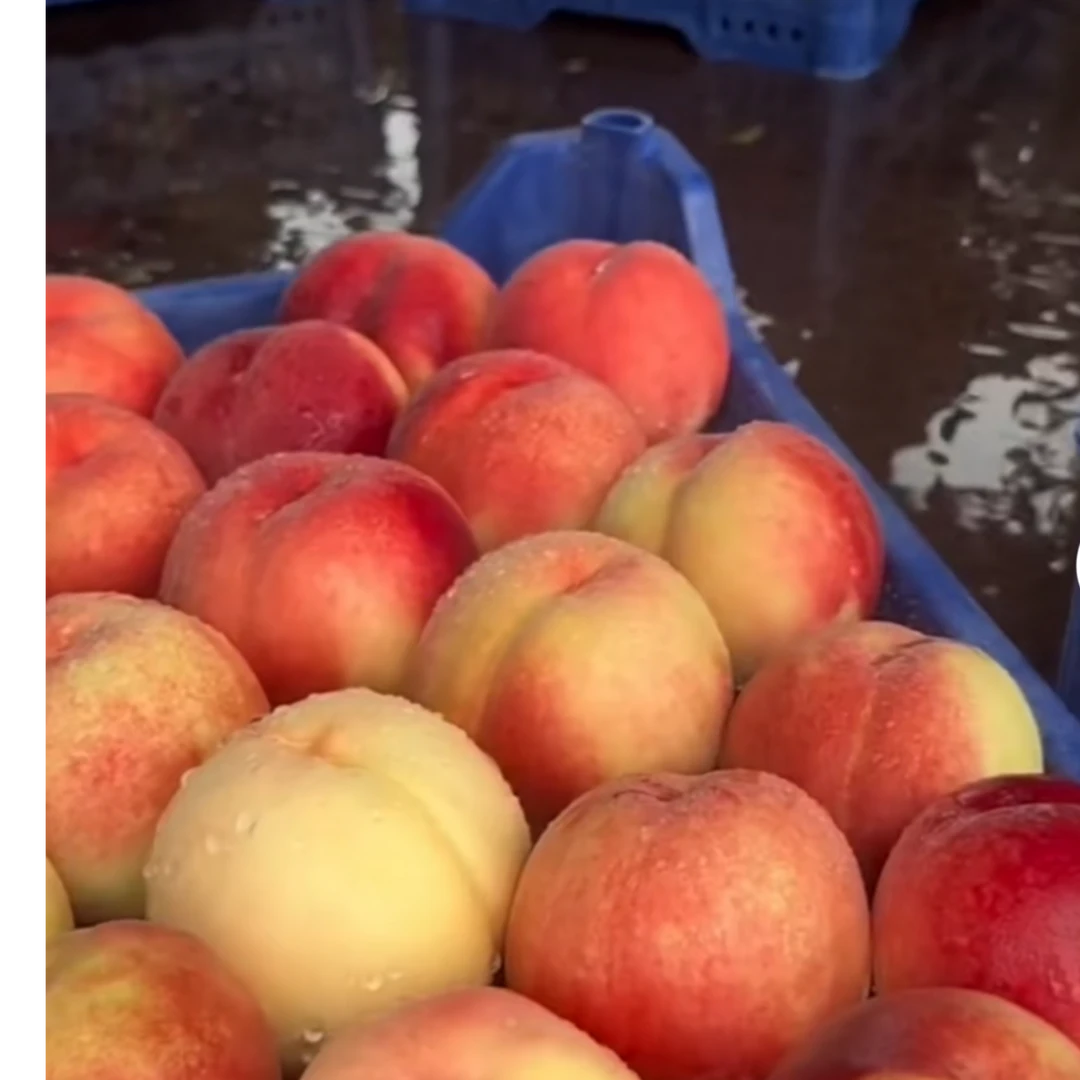 中桃5号水蜜果苗7.15号成熟挂树15天