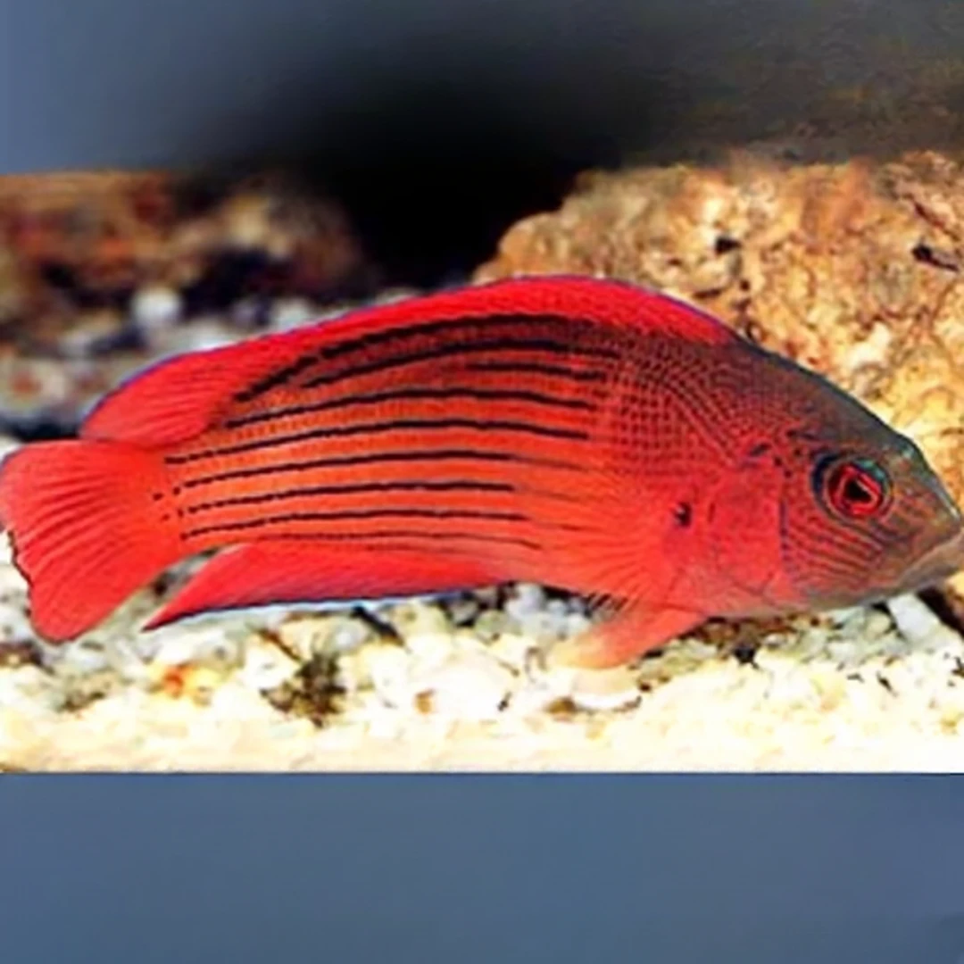 条纹红龙海水鱼售后需拍开箱视频（免包装费