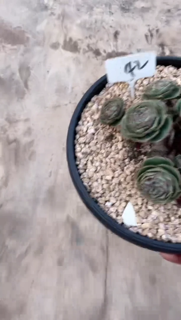 【闪购商品】42号￥35