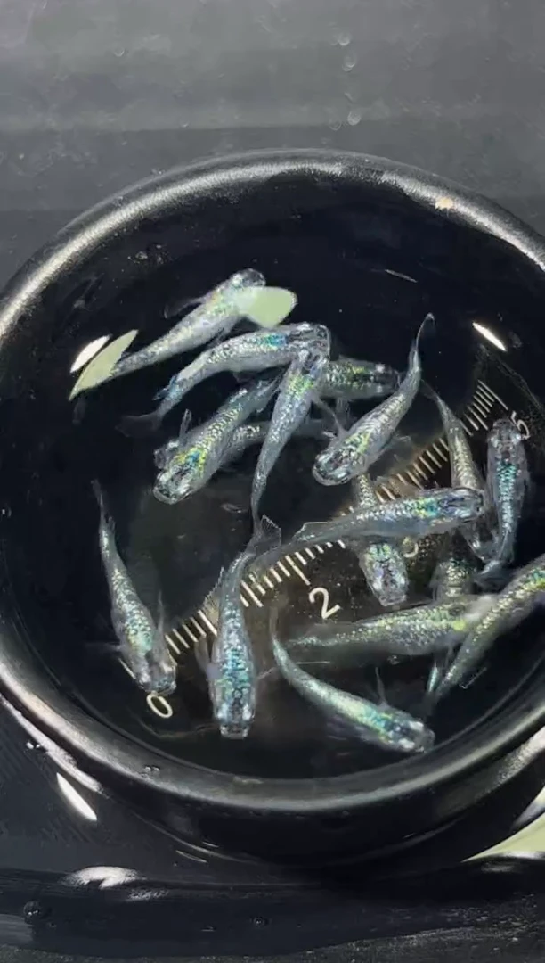 青鳉鱼观背青鳉一物一拍25
