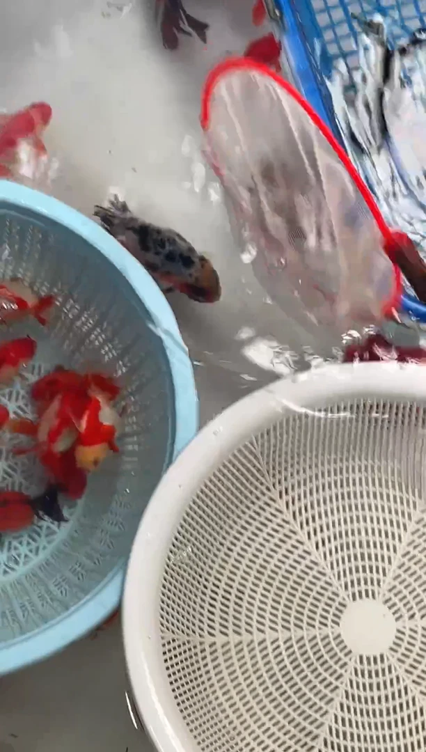 海水鱼2条精品熊猫零元起拍收到货录制开箱视频无开箱视频不售后