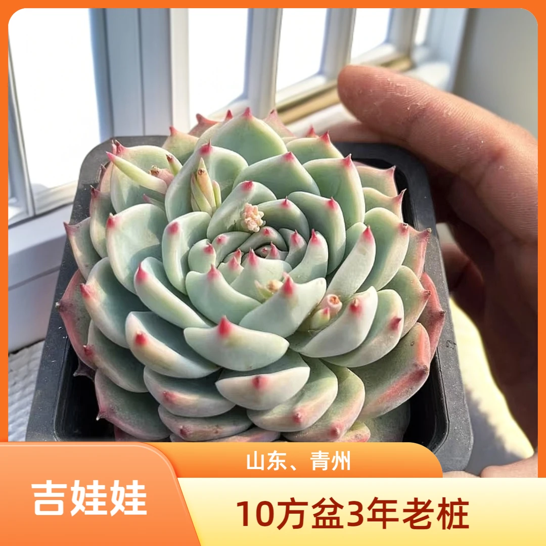 吉娃娃10厘米盆老桩多肉