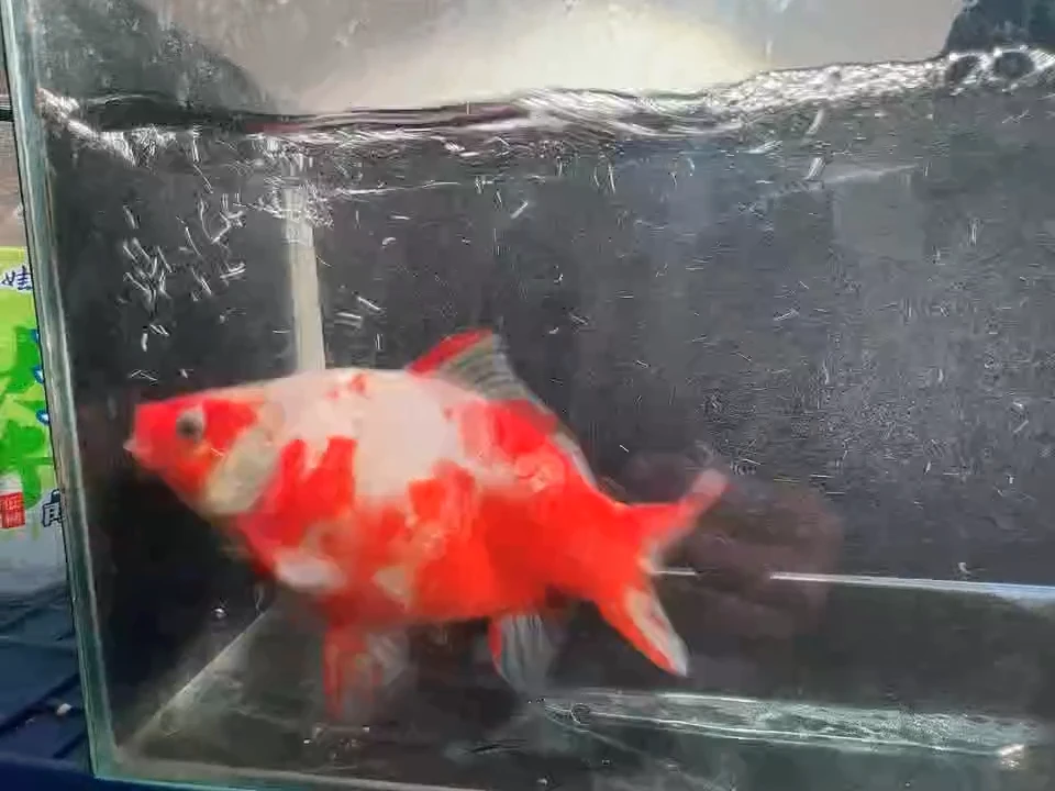 金鱼短尾草金专拍链接32