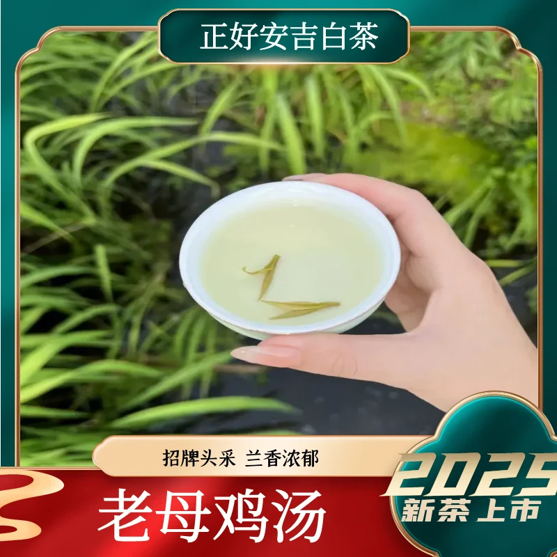 5号【老母鸡汤】2025年溪龙正好安吉白茶春茶明前特级兰花香白茶