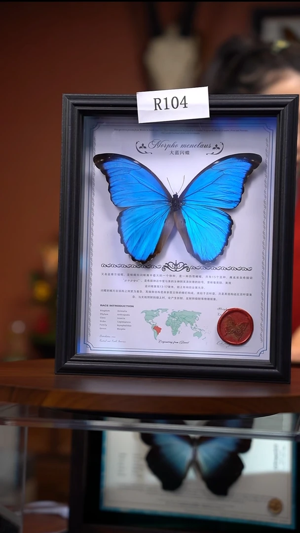R104      大蓝闪闪蝶   一图一物  拍下不退不换